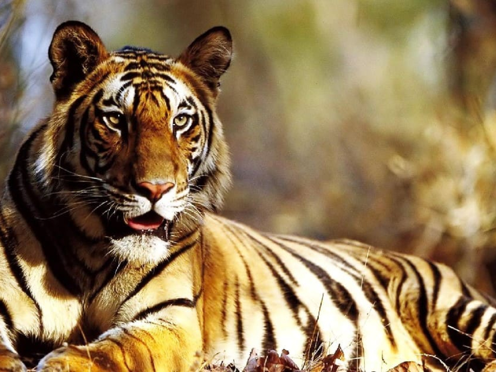 Tiger Corridor in Rajasthan